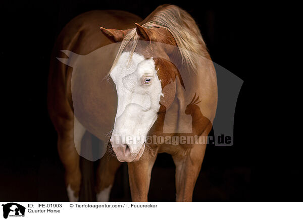 Quarter Horse / Quarter Horse / IFE-01903
