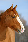 Quarter Horse Portrait