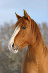 Quarter Horse Portrait