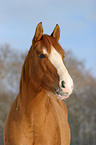 Quarter Horse Portrait