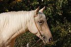 Quarter Horse Portrait