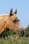 Quarter Horse Foal