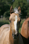 Quarter Horse Foal