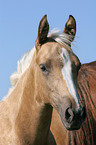 Quarter Horse Foal