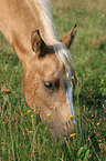 Quarter Horse Foal