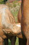 drinking foal