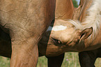 drinking foal