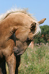 Quarter Horse Foal