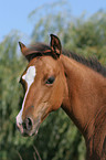 Quarter Horse Foal