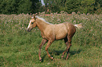 galloping Quarter Horse Foal