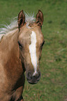 Quarter Horse Foal