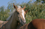 Quarter Horse Foals