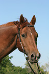 Quarter Horse Portrait