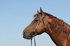 Quarter Horse Portrait