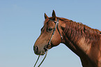 Quarter Horse Portrait