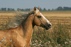 Quarter Horse Portrait