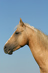 Quarter Horse Portrait