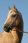 Quarter Horse Portrait