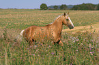 Quarter Horse in the meadow