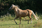 trotting Quarter Horse