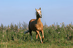 trotting Quarter Horse