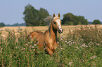 running Quarter Horse