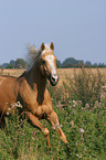 running Quarter Horse