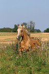 running Quarter Horse