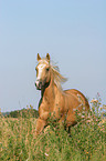 running Quarter Horse