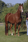 Quarter Horse