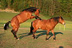 playing horses