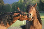 playing horses