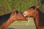 playing horses