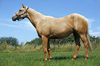 Palomino Quarter Horse