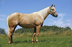 Palomino Quarter Horse