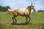 Palomino Quarter Horse