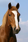 Quarter Horse Portrait