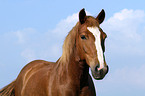 Quarter Horse Portrait