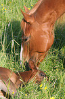 mare with foal