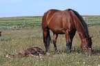 grazing Quarter Horse