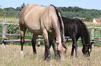 grazing Quarter Horse