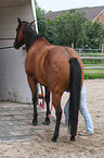 loading a quarter horse