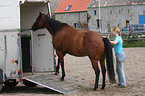 loading a quarter horse