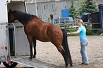 loading a quarter horse