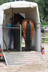 loading a quarter horse