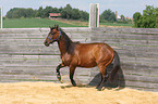 trotting quarter horse