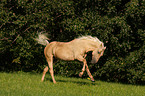 galloping Quarter Horse