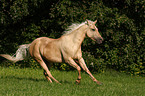 galloping Quarter Horse