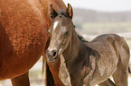 Quarter Horse Foal