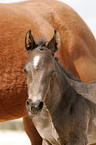 Quarter Horse Foal